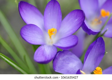 Purple Crocus Macro Close Up Background, Shallow Depth Of Field. 3 Crocus Sativus L Photo