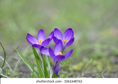 Purple Crocus Macro Close Up Background, Shallow Depth Of Field. 3 Crocus Sativus L Photo