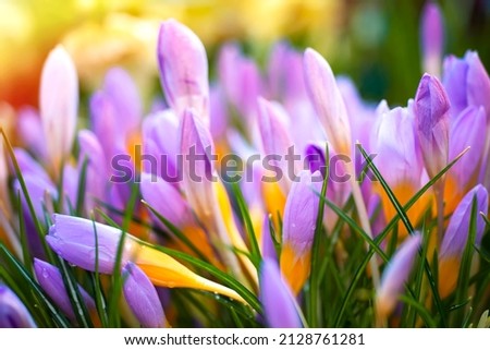 PURPLE CROCUS - SPRING FLOWERS. FLOWERS MACRO. MULTICOLORED NATURE