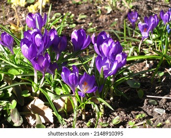 Purple Crocus (Crocus Vernus) Bloom In The Garden In April.