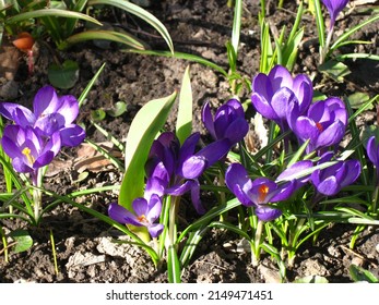 Purple Crocus (Crocus Vernus) Bloom In The Garden In April.