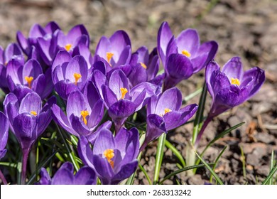 Purple Crocuses Close Up In A Sunny Spring Day (Crocus Vernus)