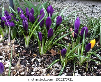 Purple crocuses and one yellow flower - Shutterstock ID 1528273721