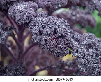 Purple Curly Kale Plant In Allotment, After Rain. Fresh Veg.