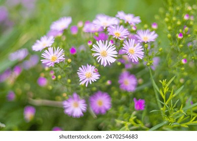 purple Cutter flowers,  purple Aster flowers - Powered by Shutterstock