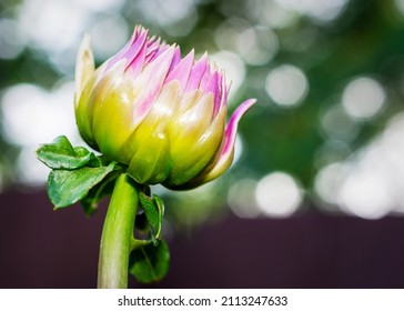 A purple dahlia bud reaches for the sky.  Fence in background with bokeh with light through upper tree branches.