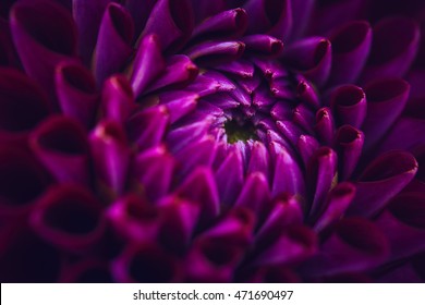 Purple Dahlia Close Up
