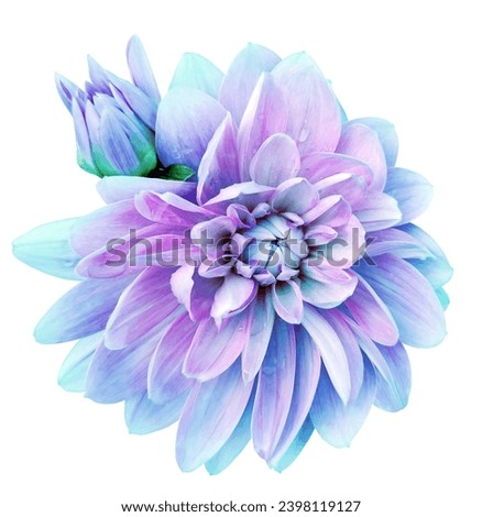 Purple dahlia. Flower on a white isolated background with clipping path.  For design.  Closeup.  Nature.