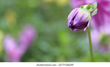 Purple dahlia flower still in bud in the garden with blur background - Shutterstock ID 2277158249
