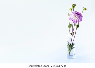 2,170 Inflorescence Dahlias Images, Stock Photos & Vectors | Shutterstock