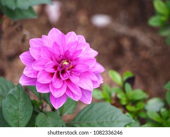 Purple Dahlia Flower With Water Drop On Blurred Nature Background.