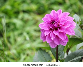 Purple Dahlia Flower With Water Drop On Blurred Green Nature Background.