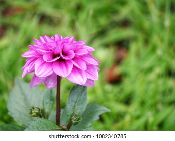 Purple Dahlia Flower With Water Drop On Blurred Green Nature Background.