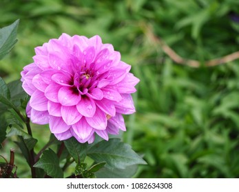 Purple Dahlia Flower With Water Drop On Blurred Green Nature Background.