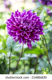 Purple Dahlia Flowers