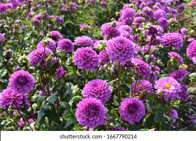 Purple Dahlia Flowers In A Dahlia Field 