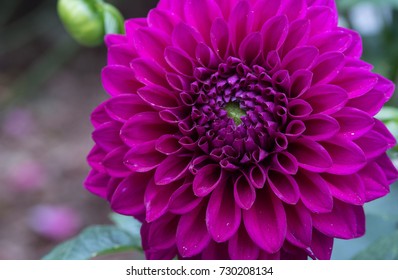 Purple Dahlia Macro