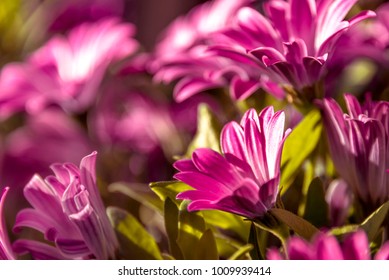 Purple Daisies illuminated by the morning sun