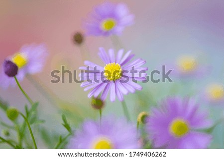 Similar – Multicolored Flowers Daisy