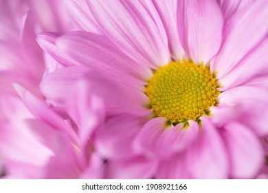 Purple daisy flower close up - Powered by Shutterstock