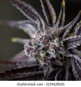Purple and dark toned cannabis flower with a neutral background