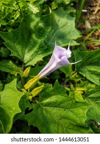 Purple datura flower in bloom