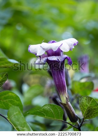 Purple datura flowers are blooming