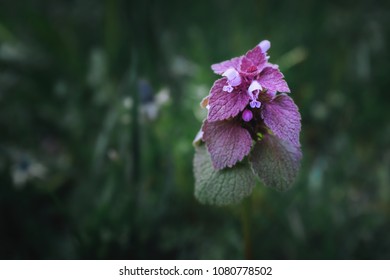 Purple Deadnettle Flower