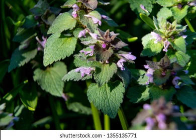 Purple Deadnettle Lamium Purpureum