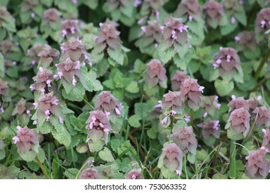 Purple Deadnettle, Midwestern Wildflower, Saint Louis County, Missouri.