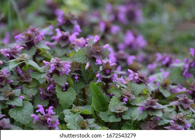 Purple Deadnettle On The Roadside