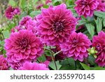 Purple decorative dahlia 