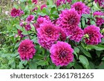 Purple decorative dahlia 