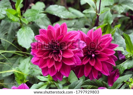 Purple decorative pinnate dahlia 'Thomas A Edison' in flower