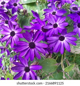 Purple Deep Blue Senetti Pericallis Hybrid Flowers ( Latin Pericallis × Hybrida)  .Pericallis × Hybrida, Known As Cineraria, Florist's Cineraria,  Common Ragwort Is A Flowering Plant Family Asteraceae