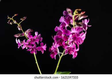 Dendro Images, Stock Photos & Vectors | Shutterstock