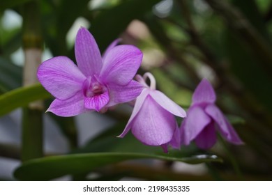 Purple dendrobium orchid in bloom in the yard - Shutterstock ID 2198435335
