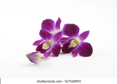 Purple Denerobium Orchids  on white background.