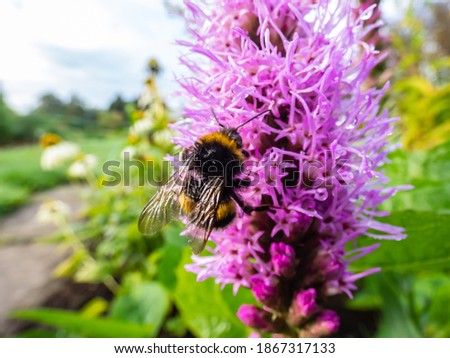 Purple dense blazing star (Liatris spicata) flower with bumblebee sitting on it with water drops in the garden