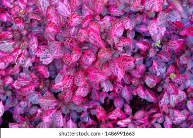 Purple Dentata ruby background. Alternanthera brasiliana (L.) Kuntze.