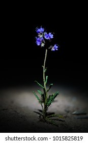 Purple Desert Flower At Night With A Dark Background.