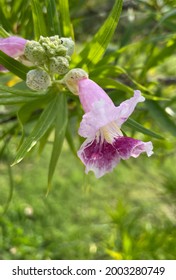 Purple Desert Willow Tree Blossom