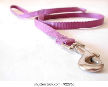 Purple Dog Leash On White Background