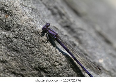 Purple Dragon Flies 