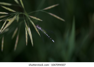 A Purple Dragon Fly