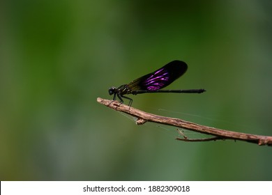 Purple Dragon Fly, Appear Only Around The River