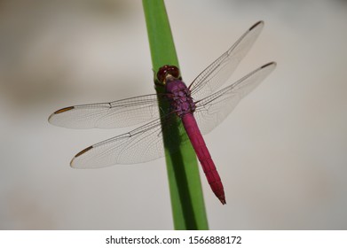 Purple Dragon Fly On Leaf