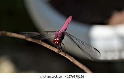 Purple Dragon Fly On A Stem