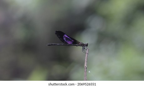 Purple Dragon Fly In The Wood