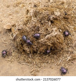 Purple dung beetles working in elephant dung